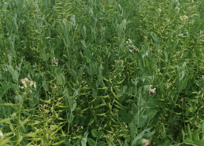 Erbsen mit Senf als Stützfrucht