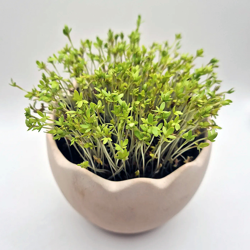 gartenkresse-microgreens