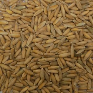 Lichtkornroggen (biologisch-dynamische Züchtung) - 1kg