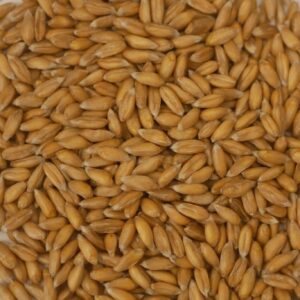 Oberkulmer Ur-Dinkel - 1kg