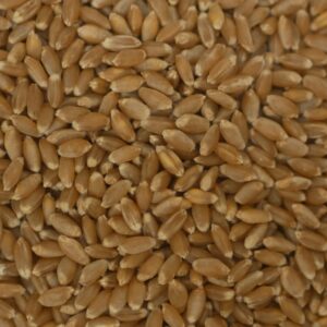 Binkel Ur-weizen - 1kg